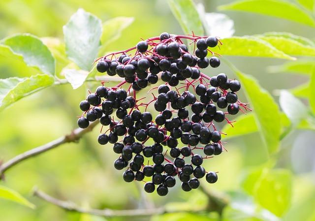Exploring the Power of Elderberry in Immune Health