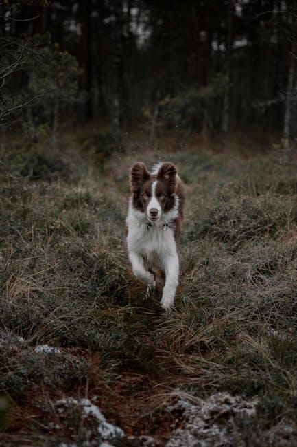 Enhancing Home Security with Motion Alerts for Pet Owners