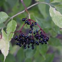 Immune Boosters That Actually Work: Elderberry, Zinc, Vitamin C Compared