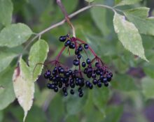 Immune Boosters That Actually Work: Elderberry, Zinc, Vitamin C Compared