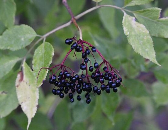 Immune Boosters That Actually Work: Elderberry, Zinc, Vitamin C Compared