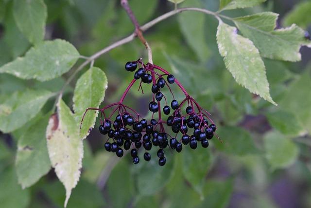 Immune Boosters That Actually Work: Elderberry, Zinc, Vitamin C Compared